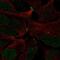 Zinc Finger Protein 536 antibody, NBP2-69034, Novus Biologicals, Immunofluorescence image 