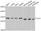 Chloride intracellular channel protein 1 antibody, abx004863, Abbexa, Western Blot image 