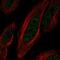 Zinc Finger Protein 621 antibody, PA5-67170, Invitrogen Antibodies, Immunofluorescence image 