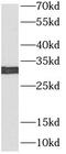 Granzyme A antibody, FNab03633, FineTest, Western Blot image 