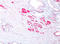 Insulin Like Growth Factor 1 antibody, AP33340PU-T, Origene, Immunohistochemistry frozen image 