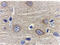 Adiponectin, C1Q And Collagen Domain Containing antibody, ADI-905-714-100, Enzo Life Sciences, Immunohistochemistry frozen image 