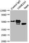 Casein Kinase 2 Alpha 3 antibody, CSB-PA086427LA01HU, Cusabio, Immunoprecipitation image 