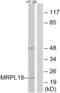 Mitochondrial Ribosomal Protein L18 antibody, abx014084, Abbexa, Western Blot image 