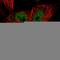 LDL Receptor Related Protein 5 Like antibody, HPA028717, Atlas Antibodies, Immunofluorescence image 