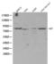 Heat Shock Protein Family A (Hsp70) Member 5 antibody, TA326792, Origene, Western Blot image 