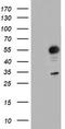 Golgi Membrane Protein 1 antibody, TA504111S, Origene, Western Blot image 