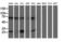 Phosphoglycerate Mutase 2 antibody, M10014, Boster Biological Technology, Western Blot image 