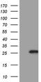 Calcineurin Like EF-Hand Protein 1 antibody, LS-C792373, Lifespan Biosciences, Western Blot image 