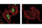 Aml1 antibody, 4327S, Cell Signaling Technology, Immunofluorescence image 