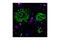Amyloid Beta Precursor Protein antibody, 2450S, Cell Signaling Technology, Immunofluorescence image 