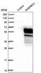 KH RNA Binding Domain Containing, Signal Transduction Associated 3 antibody, PA5-64874, Invitrogen Antibodies, Western Blot image 