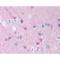 Gamma-enolase antibody, 6720-0827, Bio-Rad (formerly AbD Serotec) , Immunohistochemistry paraffin image 