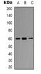 SMAD2 antibody, orb338987, Biorbyt, Western Blot image 
