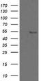 Zinc Finger And SCAN Domain Containing 18 antibody, TA505326AM, Origene, Western Blot image 