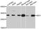MAX Interactor 1, Dimerization Protein antibody, abx126203, Abbexa, Western Blot image 