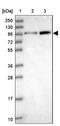 Anaphase-promoting complex subunit 4 antibody, NBP1-90137, Novus Biologicals, Western Blot image 