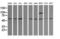Tripartite Motif Containing 38 antibody, TA505969BM, Origene, Western Blot image 