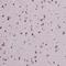 Zinc finger protein DPF3 antibody, NBP2-49494, Novus Biologicals, Immunohistochemistry frozen image 