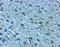 LanC Like 2 antibody, A07373, Boster Biological Technology, Immunohistochemistry frozen image 