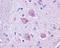 Cholinergic Receptor Muscarinic 4 antibody, TA340641, Origene, Immunohistochemistry paraffin image 