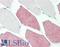HsMAD2 antibody, LS-B10160, Lifespan Biosciences, Immunohistochemistry frozen image 