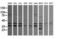Mitogen-Activated Protein Kinase 9 antibody, LS-C174560, Lifespan Biosciences, Western Blot image 