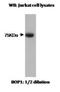 Ribosome biogenesis protein BOP1 antibody, NBP2-50124, Novus Biologicals, Western Blot image 