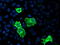 Cytochrome P450 Family 2 Subfamily J Member 2 antibody, TA503483, Origene, Immunofluorescence image 