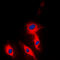 Ephrin A5 antibody, GTX56095, GeneTex, Immunofluorescence image 