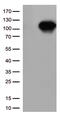 hSIRT1 antibody, CF809831, Origene, Western Blot image 