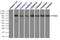 TYRO3 Protein Tyrosine Kinase antibody, LS-C114520, Lifespan Biosciences, Immunoprecipitation image 