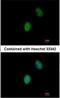 Four And A Half LIM Domains 5 antibody, NBP1-32660, Novus Biologicals, Immunocytochemistry image 