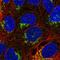 Neuropilin And Tolloid Like 1 antibody, HPA064630, Atlas Antibodies, Immunocytochemistry image 