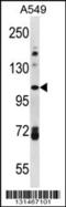 Family With Sequence Similarity 13 Member B antibody, 56-521, ProSci, Western Blot image 