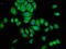 SLIT-ROBO Rho GTPase-activating protein 3 antibody, LS-C675019, Lifespan Biosciences, Immunofluorescence image 