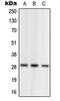 Neural Retina Leucine Zipper antibody, orb214336, Biorbyt, Western Blot image 