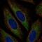  antibody, NBP2-58931, Novus Biologicals, Immunofluorescence image 