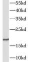 Galanin-like peptide antibody, FNab03329, FineTest, Western Blot image 