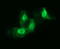 High affinity immunoglobulin gamma Fc receptor I antibody, LS-C174750, Lifespan Biosciences, Immunofluorescence image 