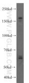 Very Low Density Lipoprotein Receptor antibody, 19493-1-AP, Proteintech Group, Western Blot image 
