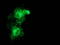 Metabolism Of Cobalamin Associated B antibody, LS-C172506, Lifespan Biosciences, Immunofluorescence image 