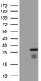 Cyclic AMP-dependent transcription factor ATF-3 antibody, TA808558, Origene, Western Blot image 