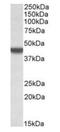 Apolipoprotein B MRNA Editing Enzyme Catalytic Subunit 3D antibody, orb125170, Biorbyt, Western Blot image 