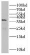 Mitochondrial Fission Regulator 1 antibody, FNab05398, FineTest, Western Blot image 