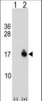 Acylphosphatase 1 antibody, LS-C161005, Lifespan Biosciences, Western Blot image 