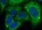 Serine/threonine-protein kinase LATS2 antibody, FNab04709, FineTest, Immunofluorescence image 