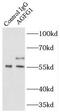 ArfGAP With FG Repeats 1 antibody, FNab00210, FineTest, Immunoprecipitation image 
