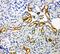 NADPH Oxidase 4 antibody, PA1929, Boster Biological Technology, Immunohistochemistry frozen image 