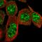 Cysteine Rich Tail 1 antibody, HPA021886, Atlas Antibodies, Immunofluorescence image 